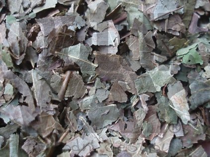 Ořešák královský list (Folium Juglandis)