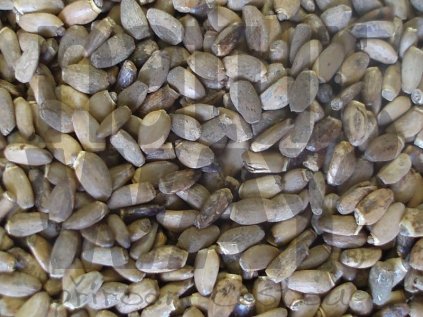 Ostropestřec mariánský plod celý (Cardui mar.sil.fructus)