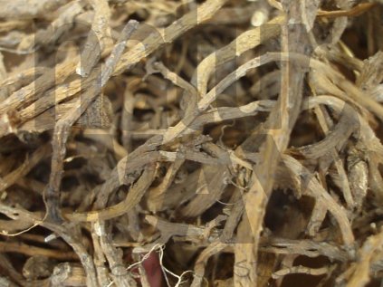 Pampeliška lékařská kořen (Taraxaci radix)