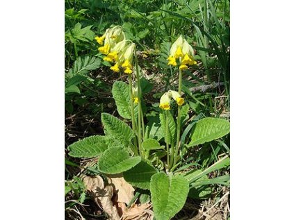 Prvosenka jarní květ (Primulae flos)