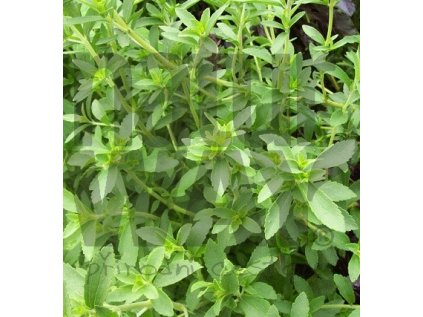 Stevie list (Steviae reb. folium)