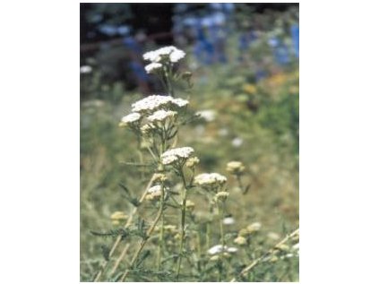 Řebříček nať (Millefolii herba)