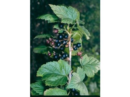 Rybíz černý list (Ribes nigri folium)