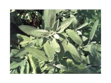 Šalvěj list (Salviae folium)