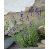 Levandule květ (Lavandula officinalis)