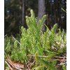 Plavuň vidlačka nať (Lycopodii herba)