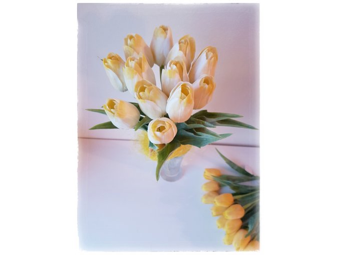Tulipán bílo-žlutý
