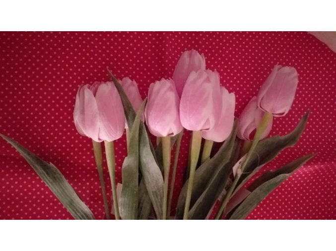 Tulipán bílo-tmavě růžový
