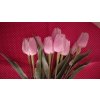 Tulipán bílo-tmavě růžový