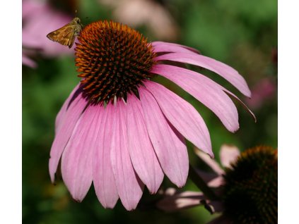 echinacea tinktura 50ml