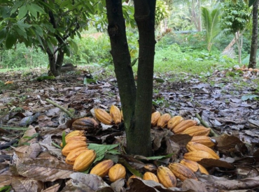 Úvod do sveta kakaa. Objav tajomstvo prírodného pokladu s tisícročnou históriou.