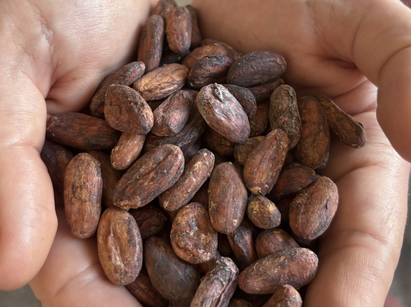 Peru, the Land Where the World of Cacao Was Born