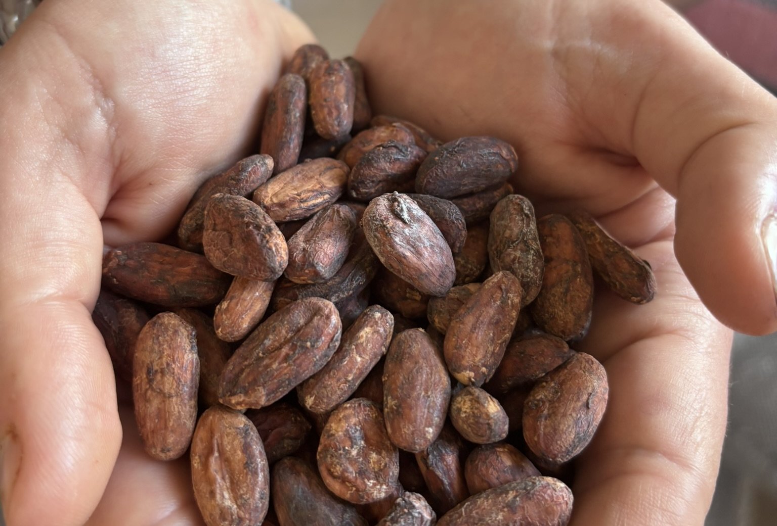 Peru, the Land Where the World of Cacao Was Born