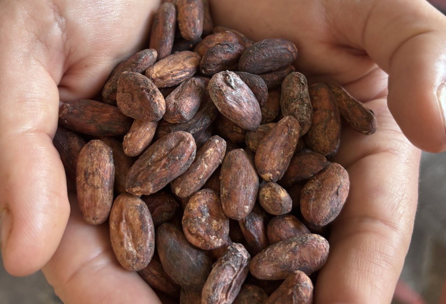 Peru, země, kde se zrodil svět kakaa