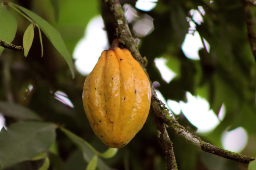 Cacao Varieties and the Unique Position of Chuncho Cacao