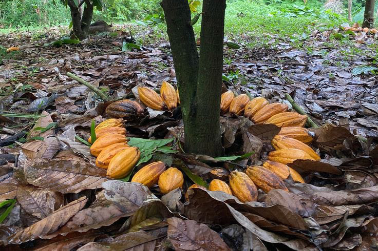 Introduction to the World of Cacao: Discover the Secret of a Natural Treasure with a Millennia-Old History.
