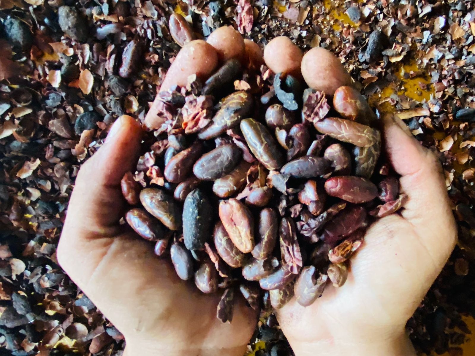 Peru, the Land Where the World of Cacao Was Born