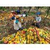 huila 1