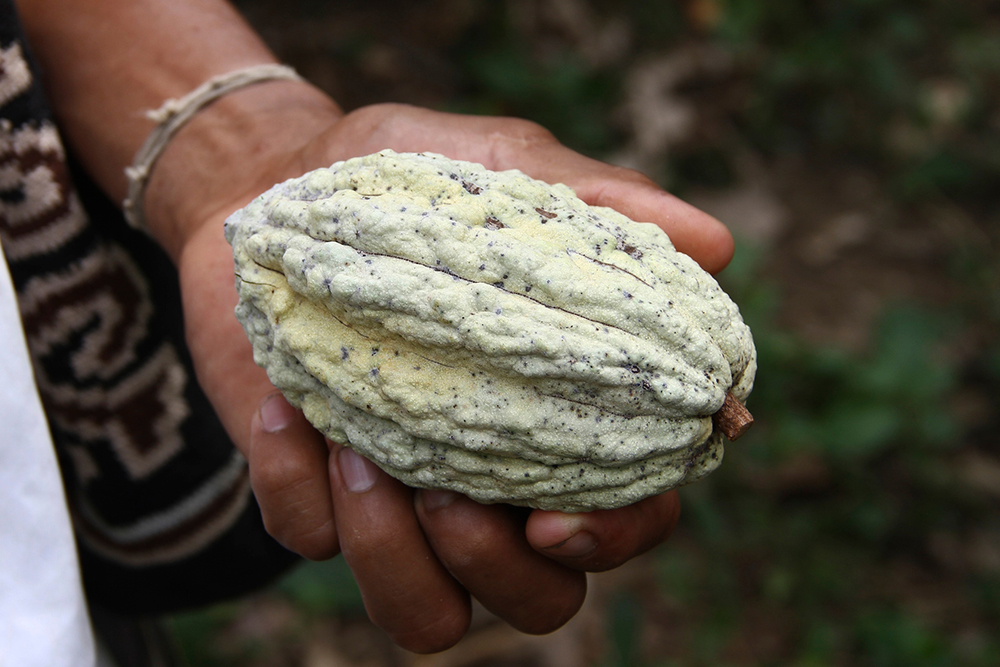 cacayo_BIO_blog5