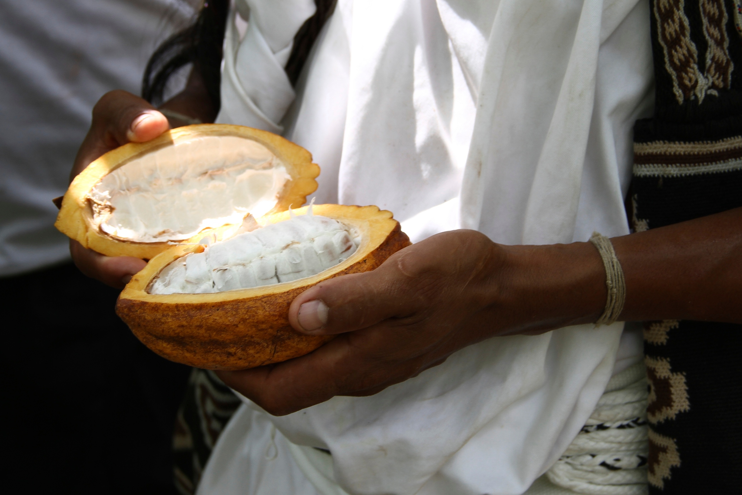 Arhuaco cacao