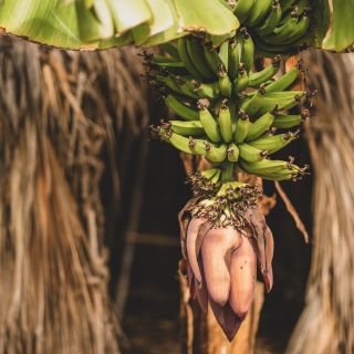 🍌 Banány s kakaem 🤎 V přirozených podmínkách kakaovník neroste plantáží. Roste v polostínu, pod korunou vyšších stromů 🍌 -...