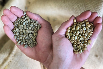 Arabica nebo robusta?