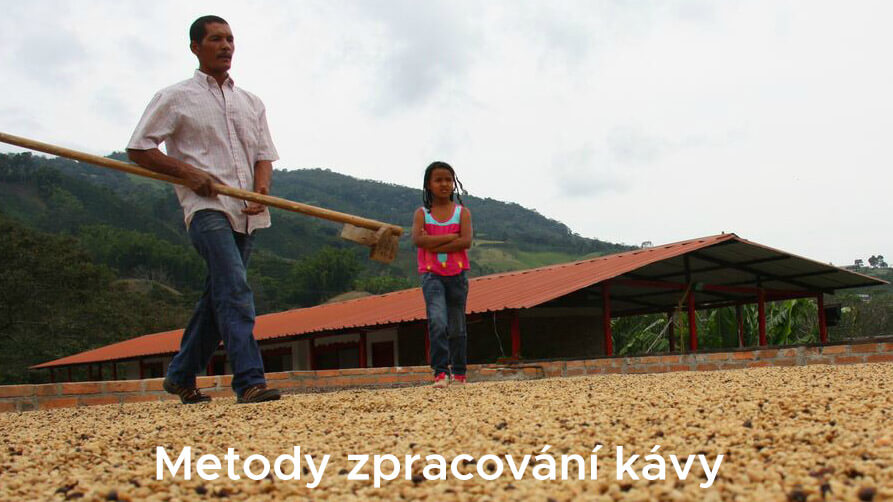 Metody zpracování kávy: Washed, natural a honey