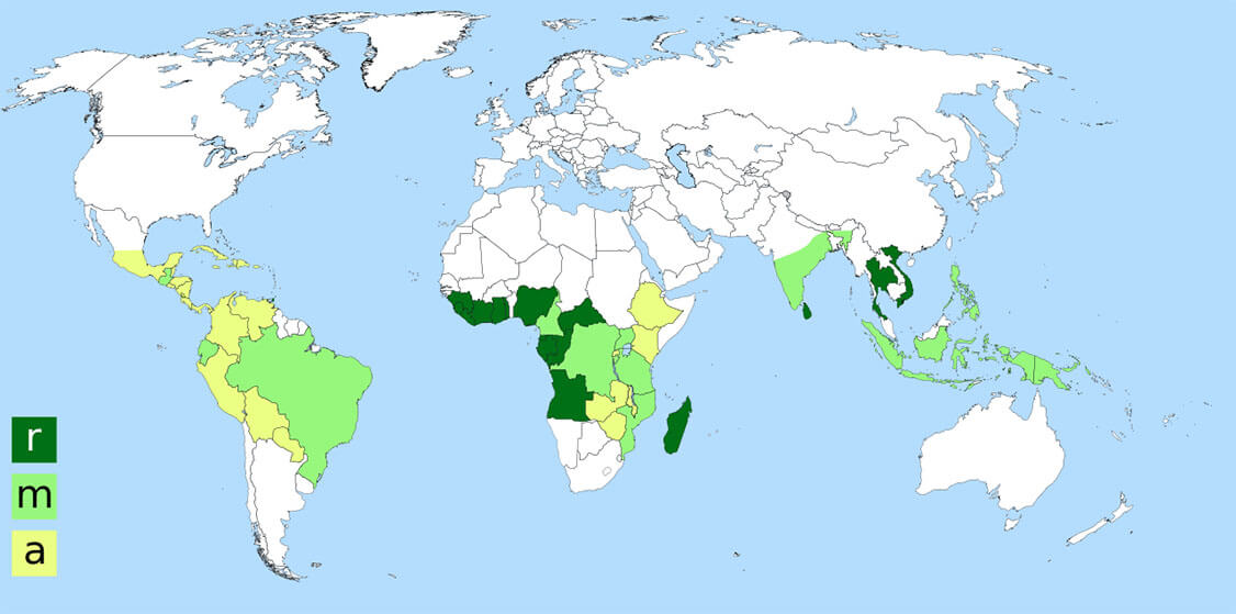 hlavni_producenti_arabica_robusta