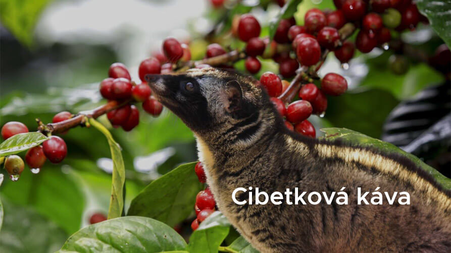 Cibetková káva – vše co potřebujete vědět o této kávové specialitě