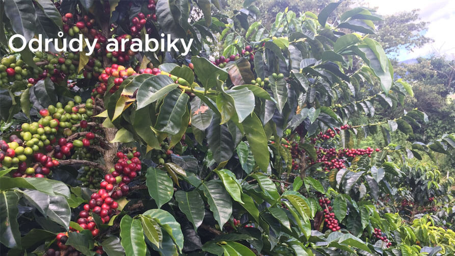 Bourbon, Typica a další odrůdy arabiky: Seznamte se s nejznámějšími kultivary