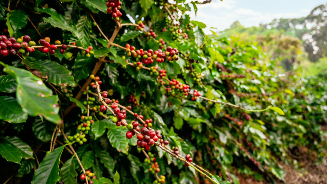 Znáte 7 důvodů, proč je vysokohorská BIO káva z Peru a Hondurasu malý zázrak v šálku?