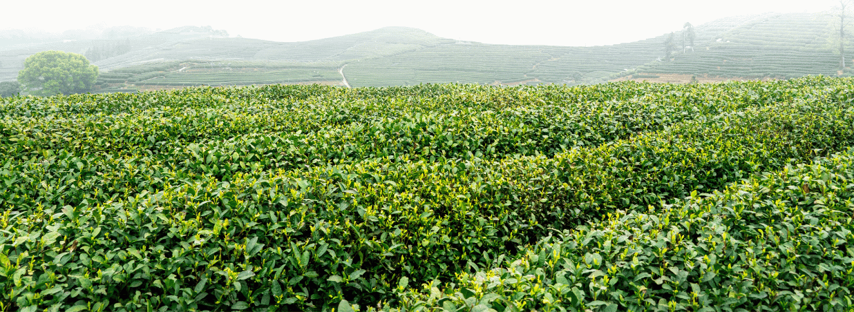 Biely čaj: Jemná alternatíva ku káve, pôvod, účinky na zdravie a správna príprava