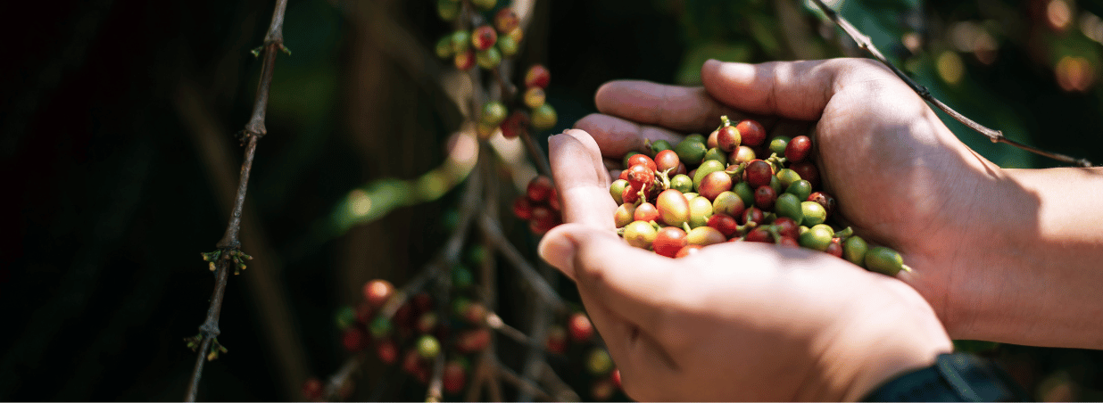Arabica: Všetko, čo potrebujete vedieť o najcenenejšej káve – pôvod, chuť, kvalita a tipy na výber