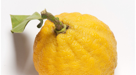 Tajemství Bergamotu