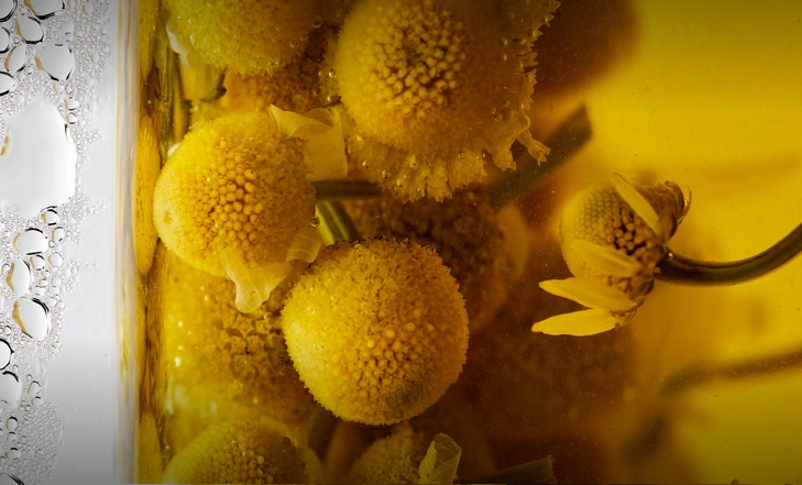 Bylinky Dammann Freres