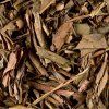Houjicha