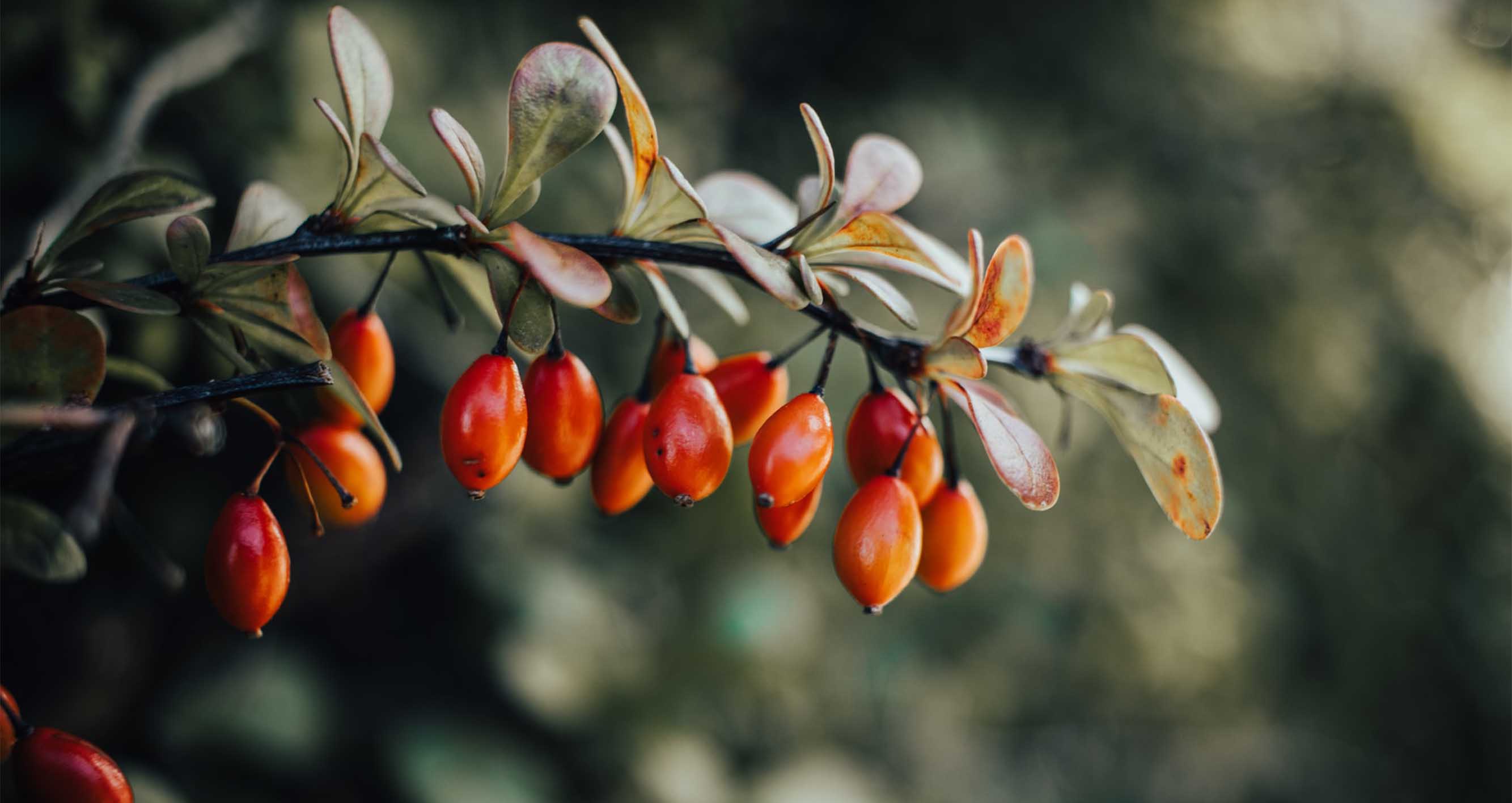 Jak správně připravit šípkový čaj