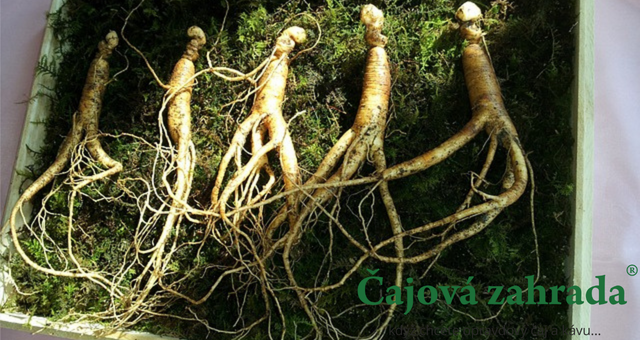 Víte, k čemu je ženšen? A jaký vybrat?