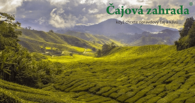 Ženšenový Oolong: Symfonie chutí v každém šálku