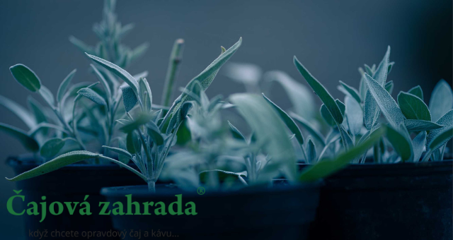 Jak vařit bylinkové čaje - Šalvějový,  zázvorový a meduňkový