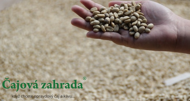 Cibetková káva: Proč byste ji měli vyzkoušet i vy?