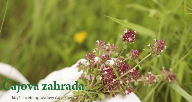 Jak sbírat bylinky? Máme pro vás manuál!