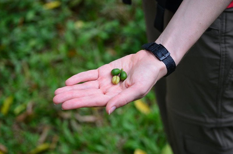 Ekvádor - Čokoládovější kávu byste jen těžko hledali