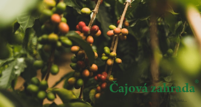 Bolívie: Unikátní (a přitom moderní) káva