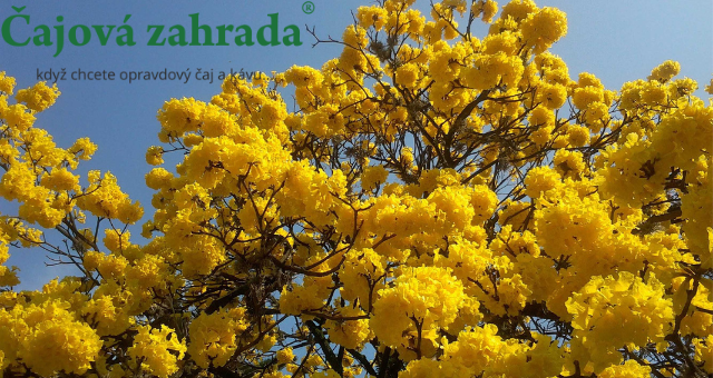 Lapacho čaj - všechno, co o něm potřebujete vědět