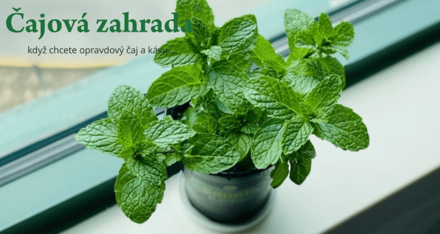 Bylinkové mýty: Vyvracíme největší omyly o bylinkách!