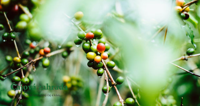 Káva podle regionů: Jaký šálek je pro vás ten pravý?