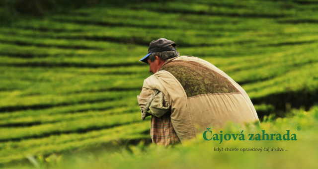 China Jade Ring: Exkluzivní bílý čaj ručně tvarovaný do prstenců