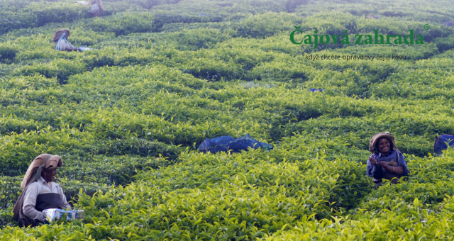 China Sweet Osmanthus Green Pekoe: Zelený čaj s květinovou harmonií