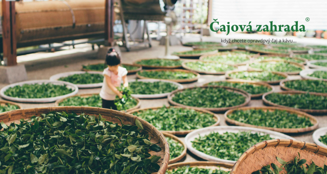 Kenya Kiru OPI: Exotický zelený čaj z afrických plantáží